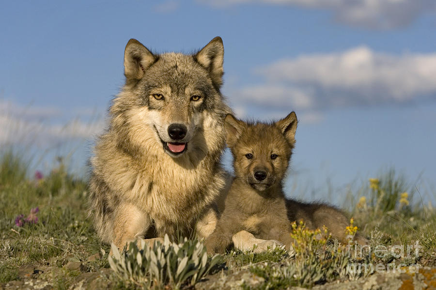 Wolves Photograph - Gray Wolf And Cub by Jean-Louis Klein & Marie-Luce Hubert