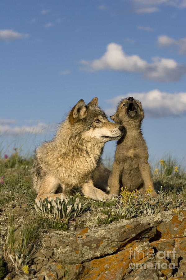 Gray Wolf And Howling Cub Photograph by Jean-Louis Klein & Marie-Luce Hubert