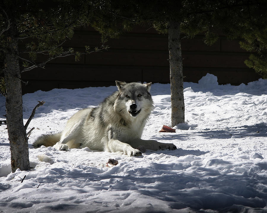 Gray Wolf Photograph by Anthony Jones
