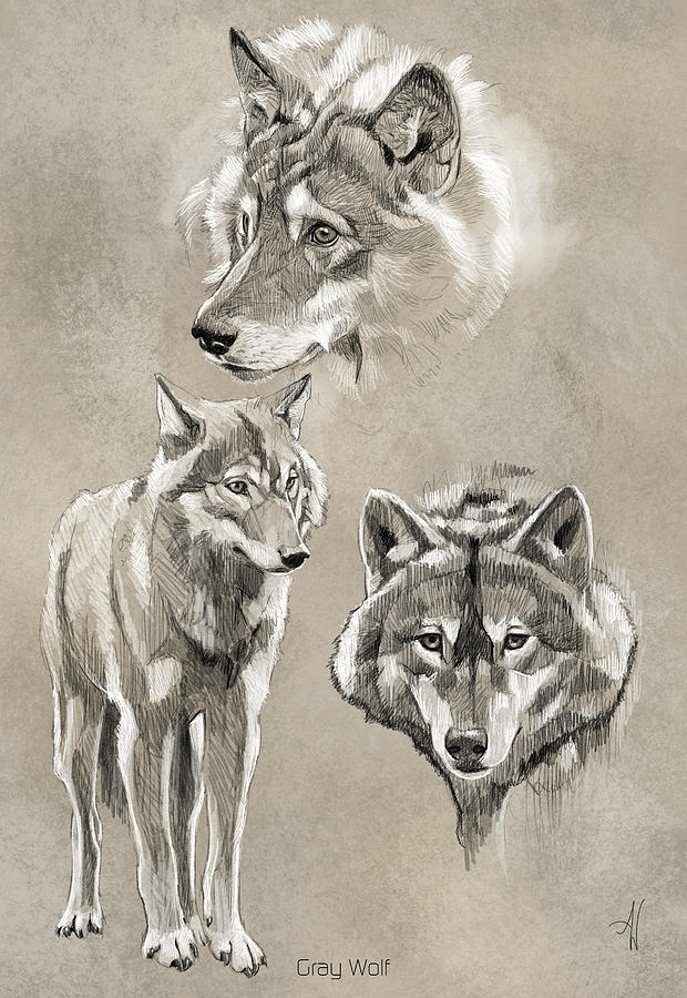 Gray Wolf Painting by Arie Van der Wijst