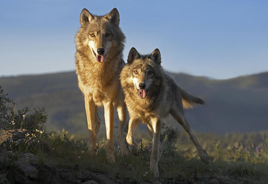 Gray Wolf Canis Lupus Pair Standing Photograph by Tim Fitzharris