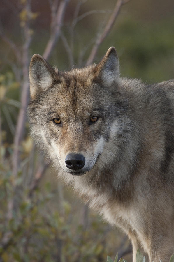 Gray Wolf Canis Lupus Portrait, Alaska Photograph by Michael Quinton