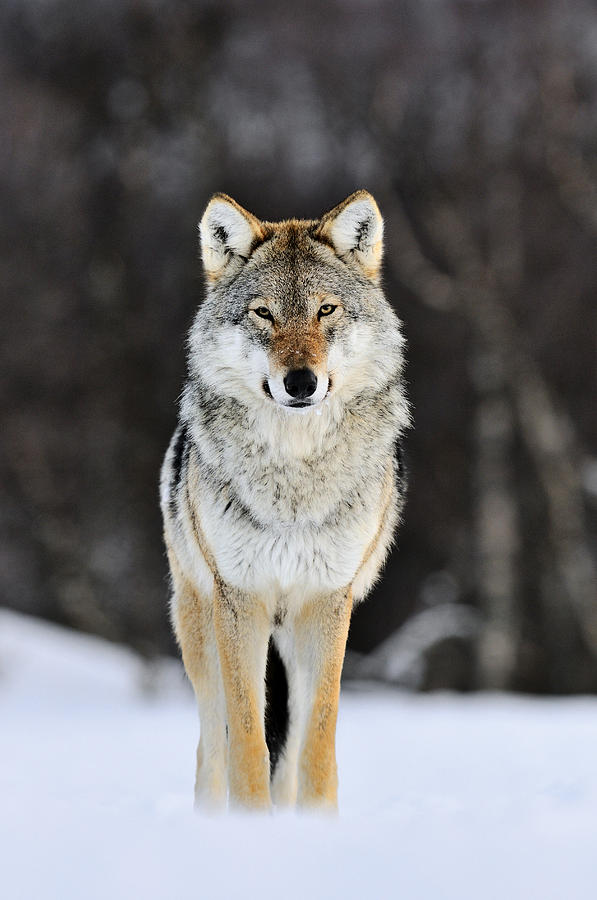 Mp Photograph - Gray Wolf in the Snow by Jasper Doest