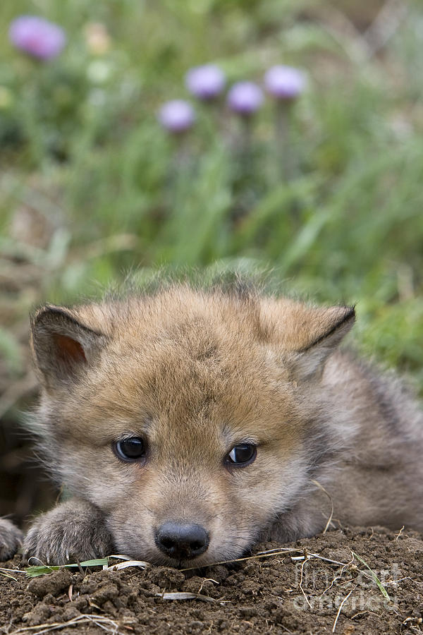 Gray Wolf Cub Photograph by Jean-Louis Klein & Marie-Luce Hubert