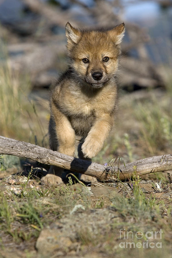 Gray Wolf Cub Running Photograph by Jean-Louis Klein & Marie-Luce Hubert