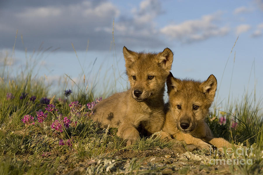 Gray Wolf Cubs Photograph by Jean-Louis Klein & Marie-Luce Hubert
