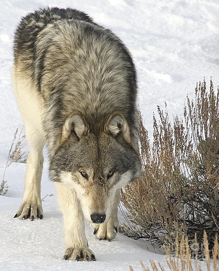 Gray Wolf Photograph by Gary Beeler