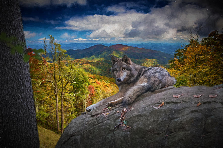 Gray Wolf in Autumn Digital Art by John Haldane