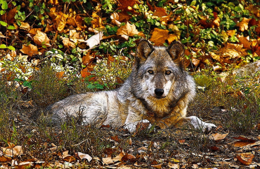 Gray Wolf in Autumn Photograph by Sandy Keeton