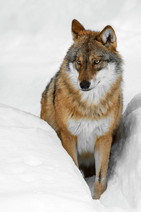 Gray Wolf in Winter Photograph by Arterra Picture Library
