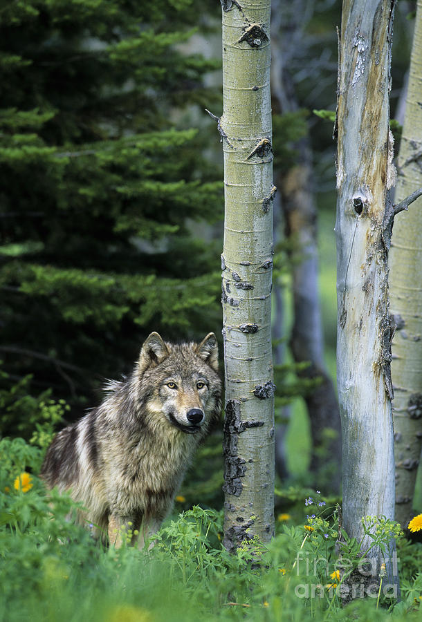 Gray Wolf Photograph by Jean-Louis Klein & Marie-Luce Hubert