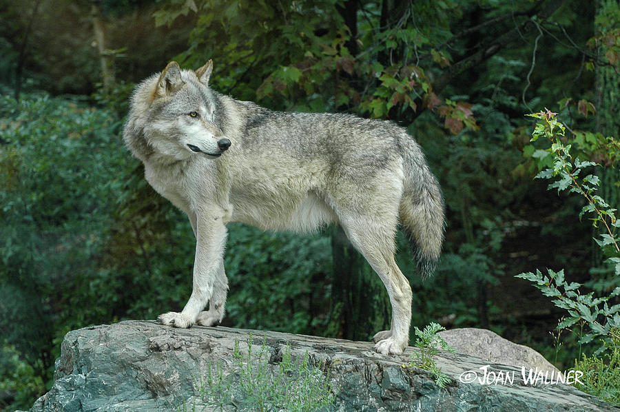 Gray Wolf Photograph by Joan Wallner