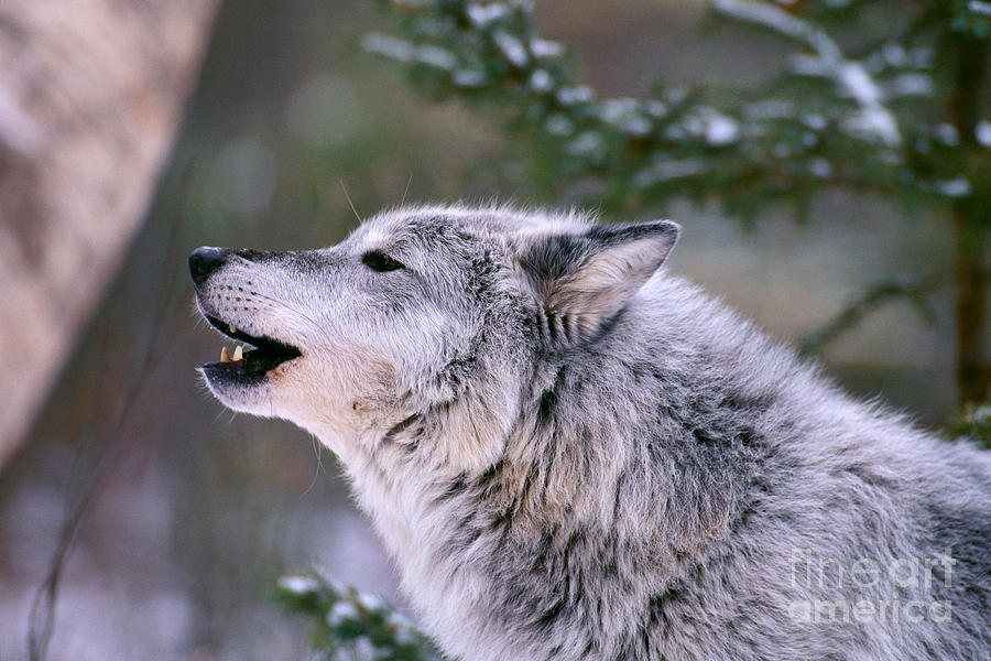 Gray Wolf Photograph by John Hyde - Printscapes