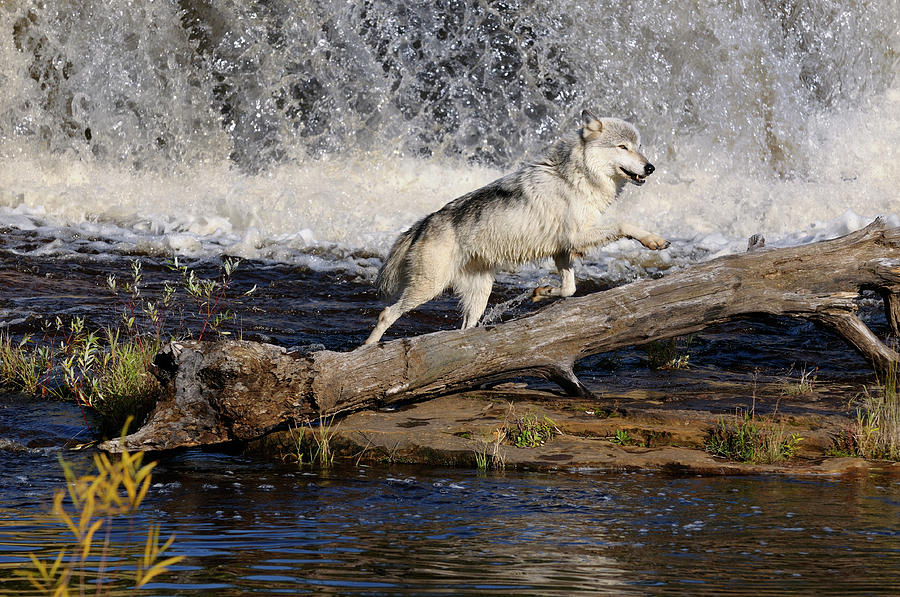 Gray Wolf jumping under a waterfall on the Kettle River Banning Photograph  by Reimar Gaertner - Pixels