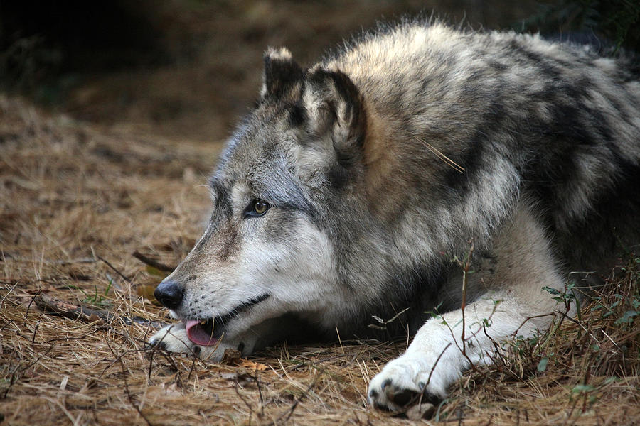 Gray Wolf Photograph by Karol Livote
