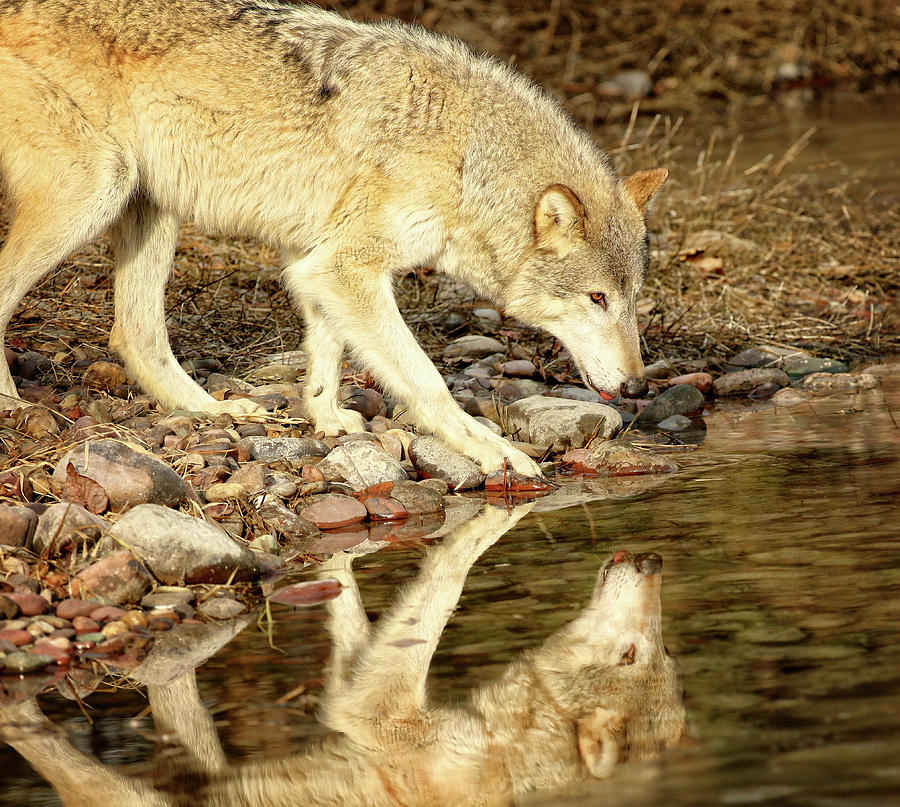 Gray wolf mirrored in a Montana river Photograph by Steven Upton