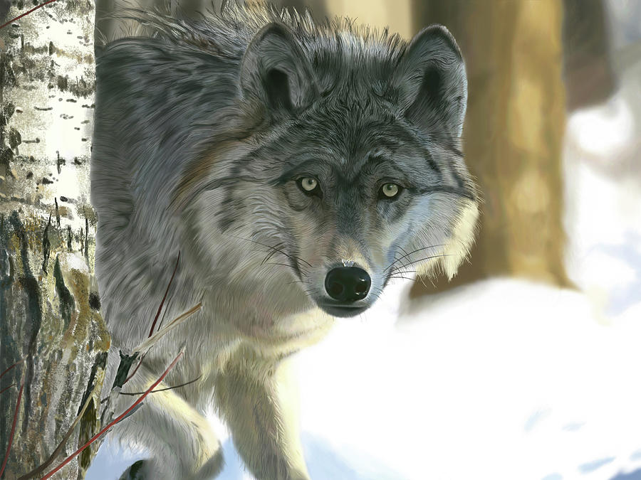 Gray Wolf Digital Art by Nigel Follett - Fine Art America