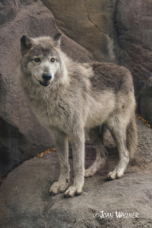 Gray Wolf on a Rock Photograph by Joan Wallner