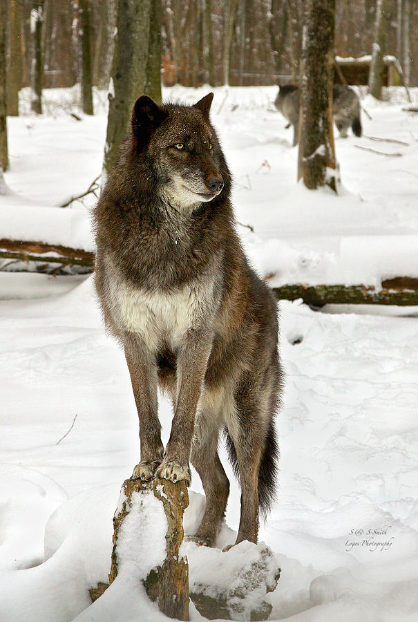 Gray Wolf on watch Photograph by Steve and Sharon Smith