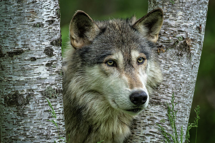 Gray Wolf Photograph - Gray Wolf Peers Through Split Birches by Steven Upton