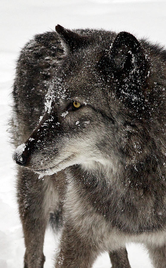 Gray Wolf portrait Photograph by Steve and Sharon Smith