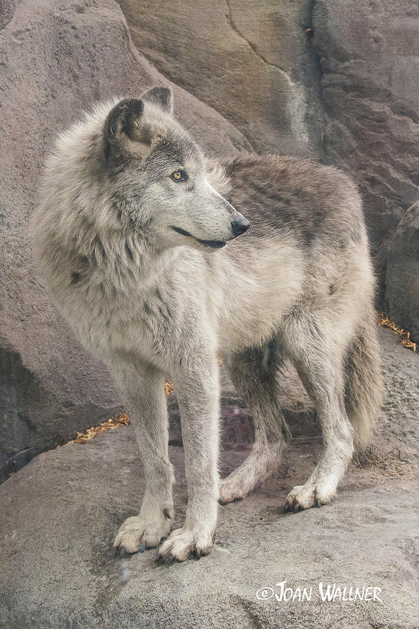 Gray Wolf Profile Photograph by Joan Wallner