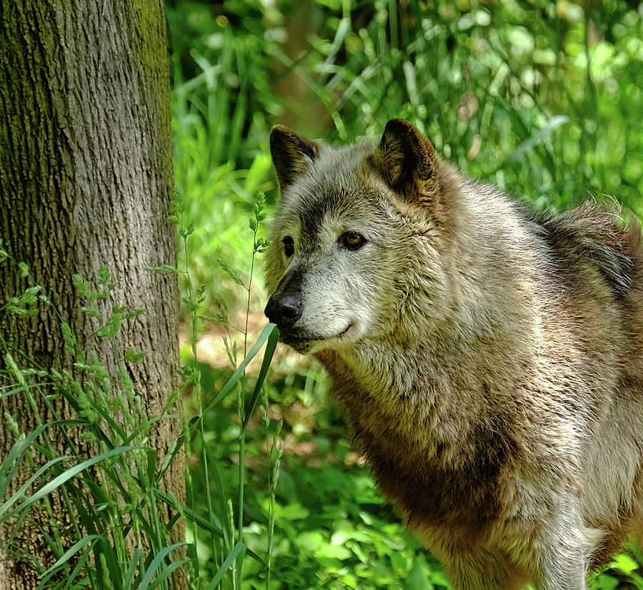 Gray Wolf profile Photograph by Ronda Ryan