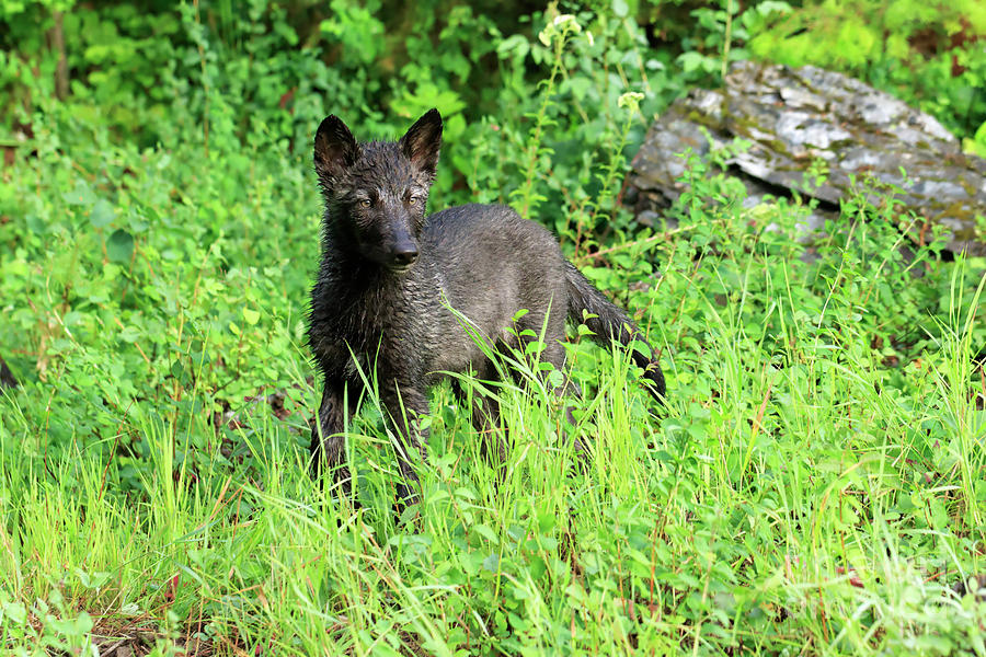 Gray wolf pup Photograph by Louise Heusinkveld