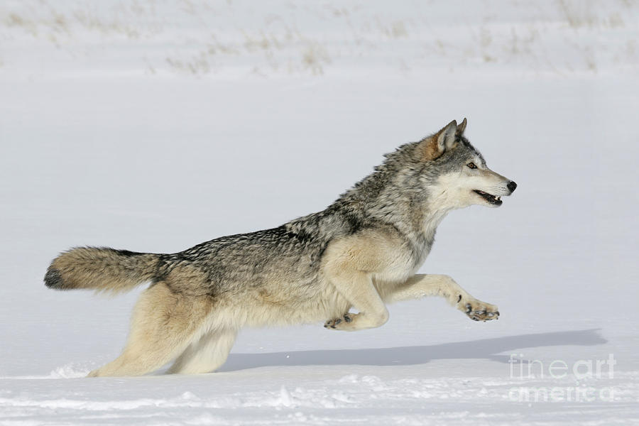 Grey Wolf Running