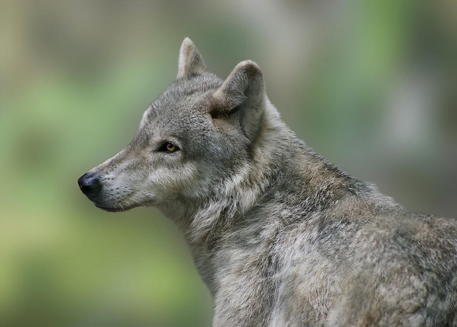 Gray Wolf  Photograph by Sandy Keeton