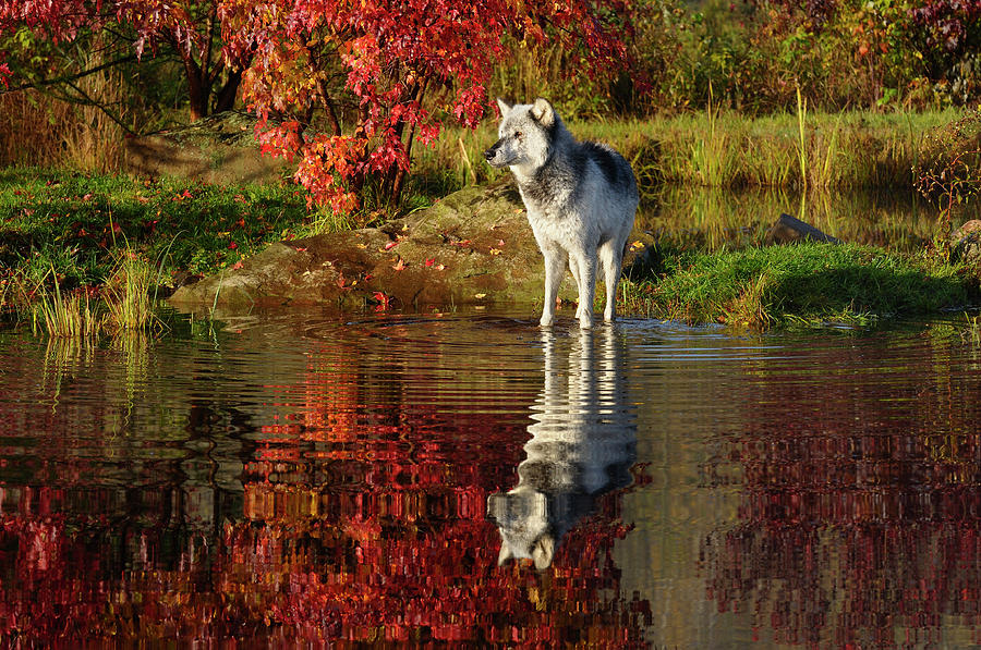 Gray Wolf jumping under a waterfall on the Kettle River Banning Photograph  by Reimar Gaertner - Pixels