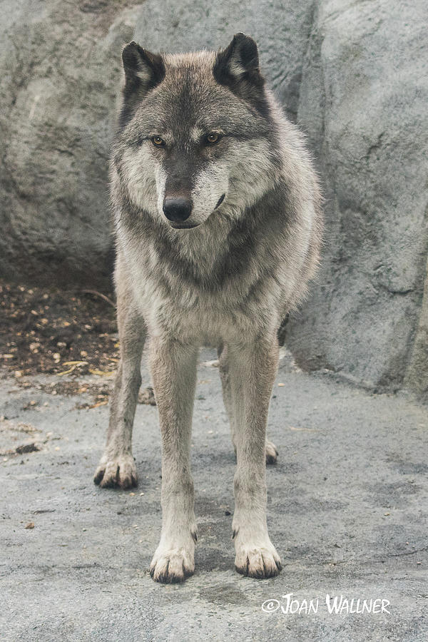 Gray Wolf Stare Photograph by Joan Wallner