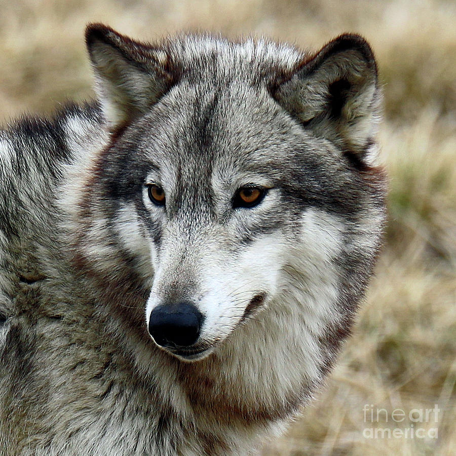 Gray Wolf  Photograph by Steve Gass