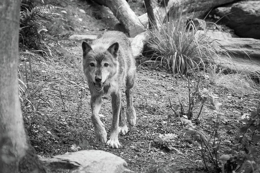 Gray Wolf Photograph by SR Green