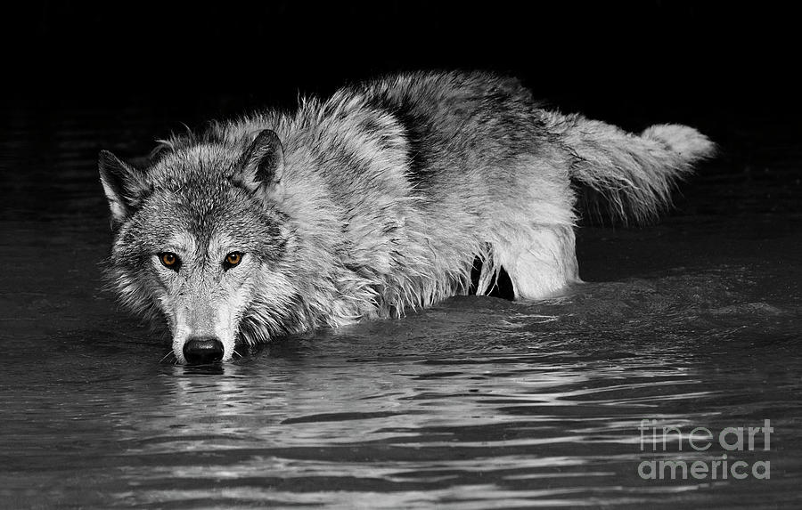 Gray Wolf Watches Photograph by Art Cole