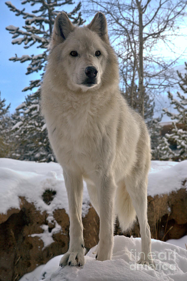 Yellowstone National Park Photograph - Gray Wolf Winter Intensity by Adam Jewell