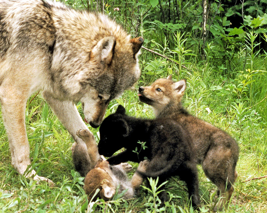 Gray Wolf With Cubs Photograph by Larry Allan