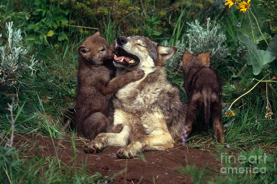 Gray Wolf With Pups At Den Photograph by Jeff Lepore