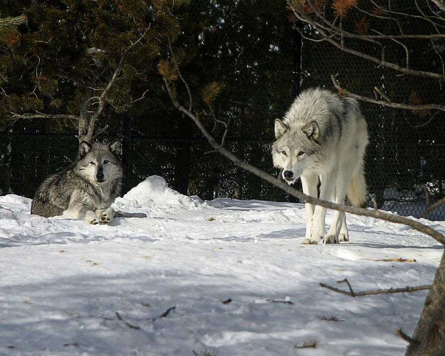 Gray Wolves Photograph by Anthony Jones
