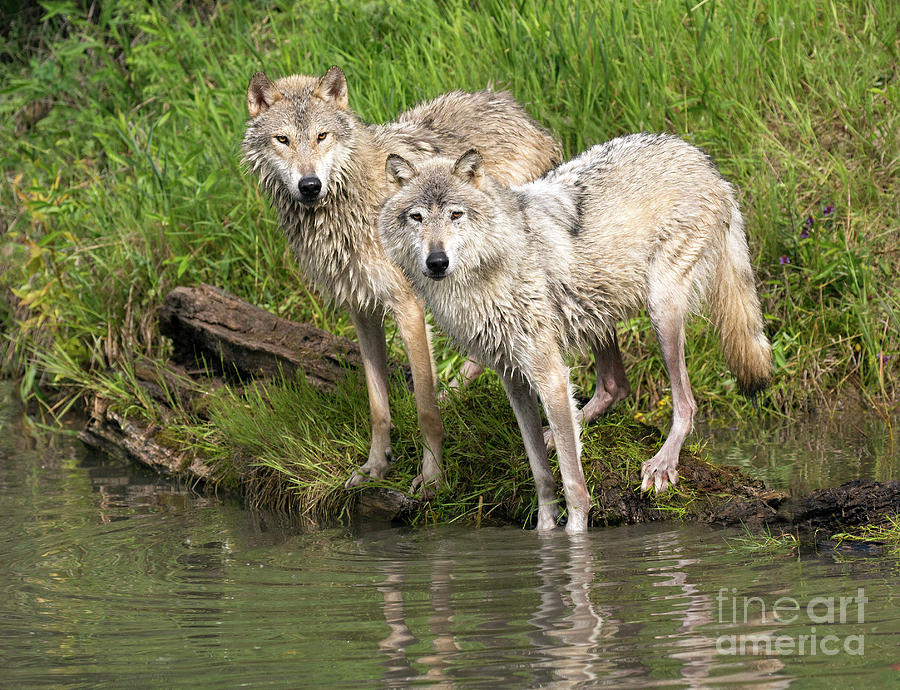 Gray Wolves Photograph by Art Cole