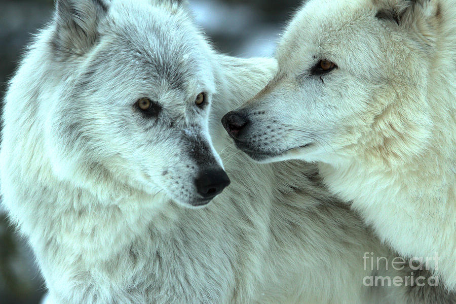 Gray Wolves Nose To Nose Photograph by Adam Jewell