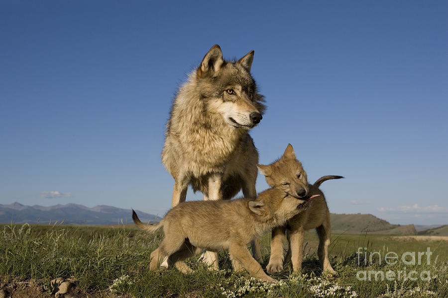 Gray Wolves Playing Photograph by Jean-Louis Klein & Marie-Luce Hubert