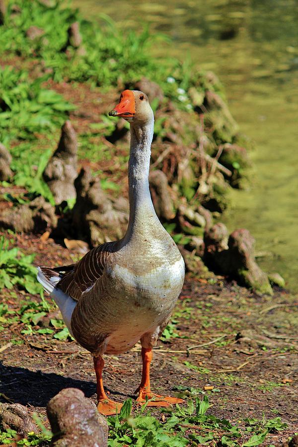 Nature Photograph - Graylag Goose by Cynthia Guinn