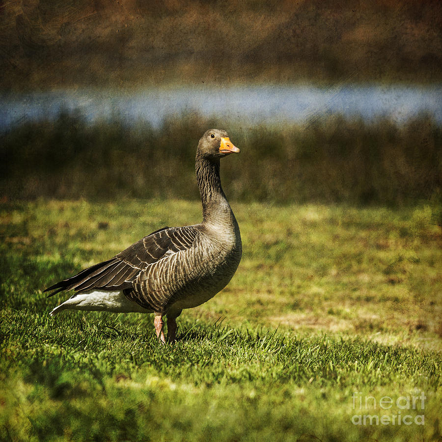 Graylag Goose Photograph by Liz Leyden