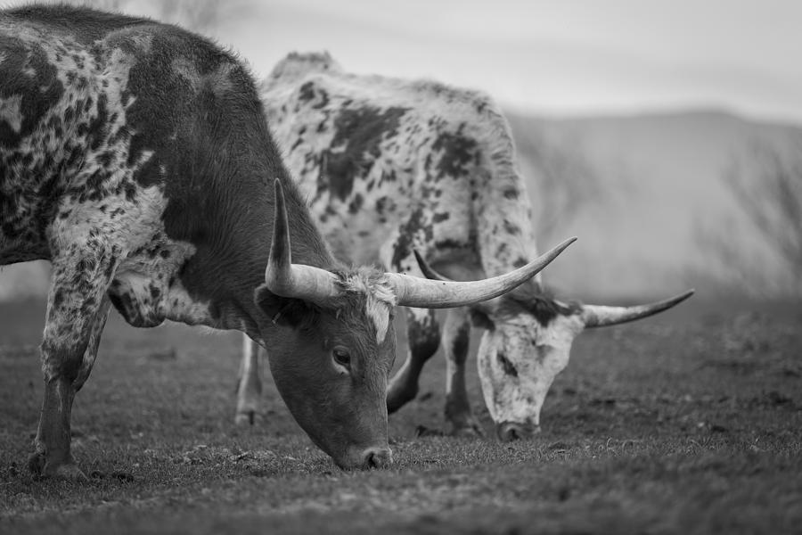 Cow Photograph - Grazing by Amber Kresge