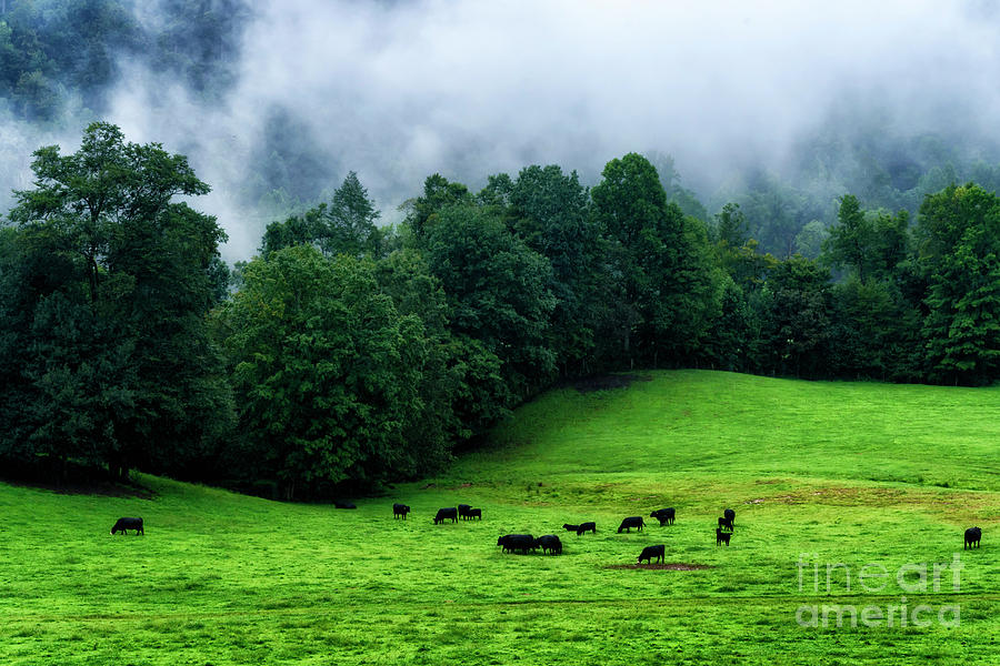 Grazing Angus and Summer Fog Photograph by Thomas R Fletcher