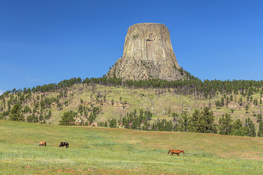 Grazing at Devils Tower Photograph by Penny Meyers