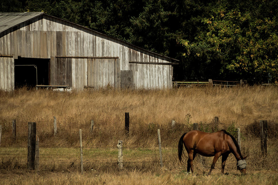 Barn Photograph - Grazing at Home by Laddie Halupa