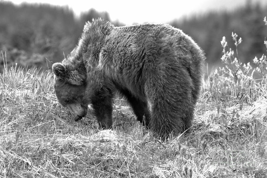 Grazing Banff Grizzly Black And White Photograph by Adam Jewell