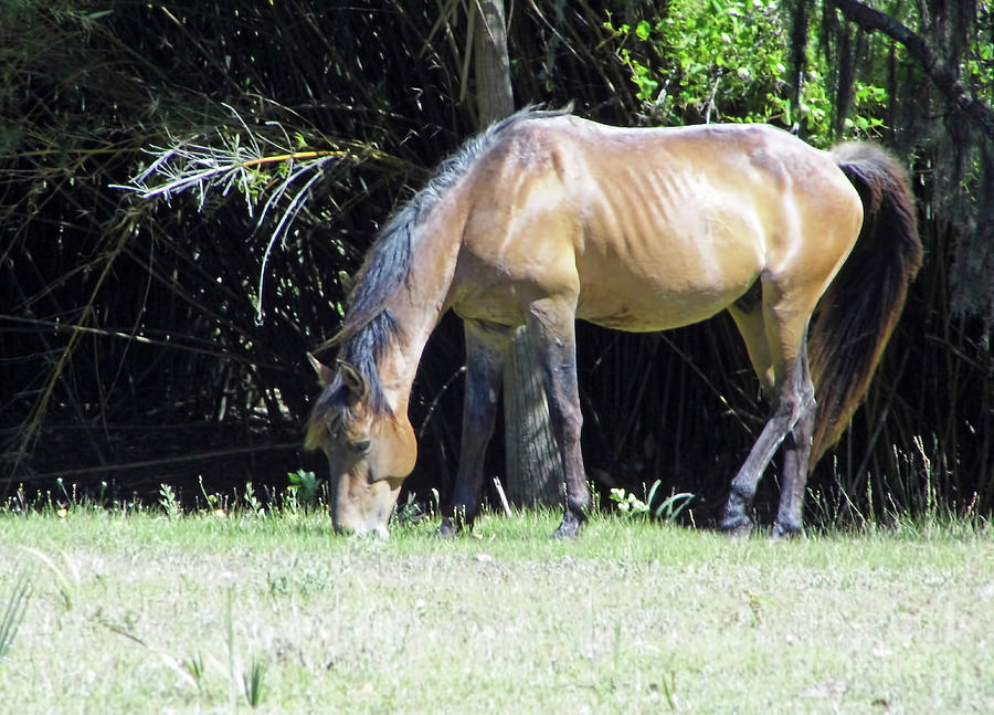 Grazing Bay Mare Photograph by D Hackett